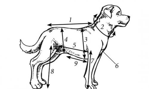 Выкройка одежды для собак мелких пород: интересные идеи, описание и рекомендации