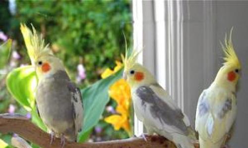 Как ухаживать за попугаем корелла