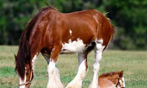 Описание породы лошадей «владимирский тяжеловоз