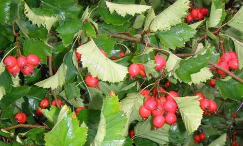 Боярышник – польза и вред для организма ягод и продуктов