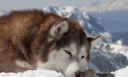 Аляскинский маламут, описание и характеристика породы Мамут собака