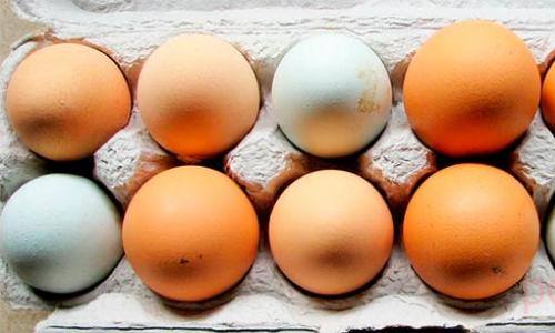 Почему в куриных яйцах бывает кровь – необычные дефекты яиц