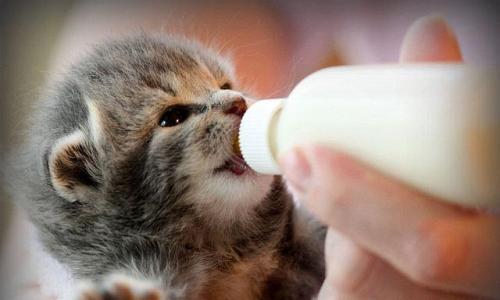 Как кормить котят в первые месяцы жизни?