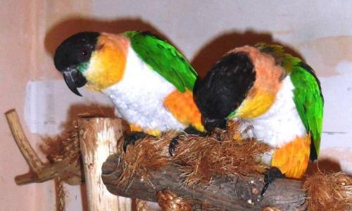 Самые красивые попугаи на земле