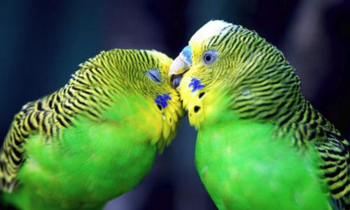 Разведение попугаев – как разводить волнистых попугаев и выбор здоровой особи Как попугаи размножаются