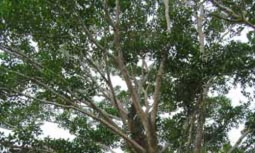 Влажные экваториальные леса Южной Америки (сельва): описание, фото, видео амазонской сельвы Дикая сельва